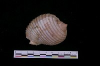 藏品(黃口鶉螺)的圖片